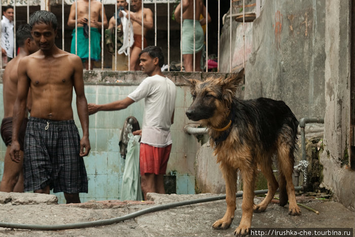 Моются не только люди, но и собаки Вашишт, Индия