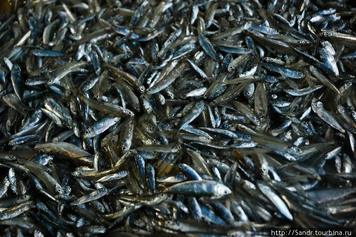 Судно выходит в море 2 раза в день и привозит с собой от 500 кг до 1 тонны этой рыбы. Килограмм её стоит 25 рингит (8 долларов), но рыбаки получают гроши. Пангкор, Малайзия