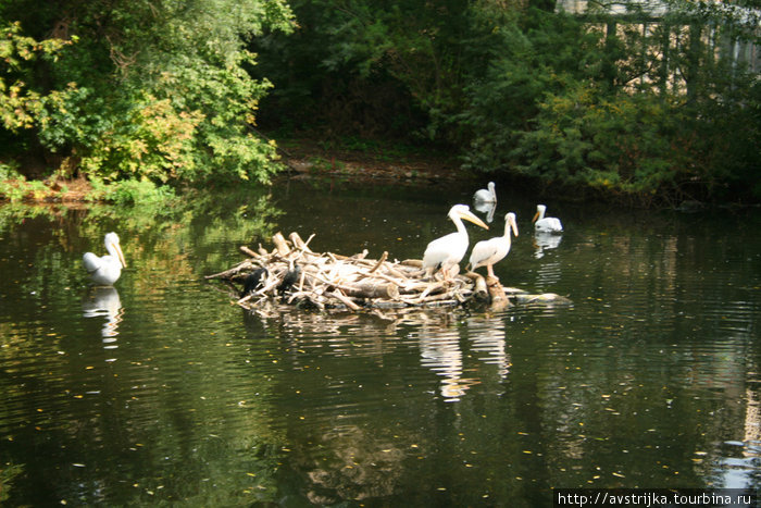 Московский зоопарк, часть вторая - птицы Москва, Россия