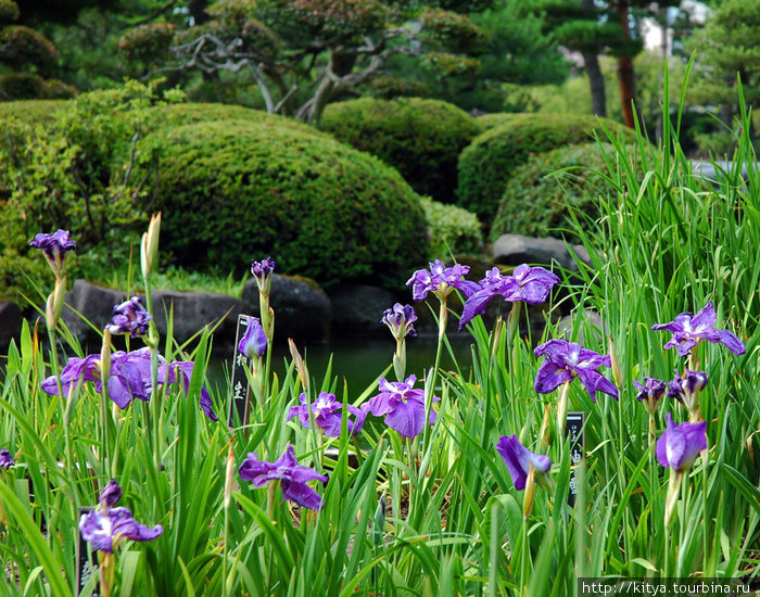 В мемориальном саду Фудзита Хиросаки, Япония