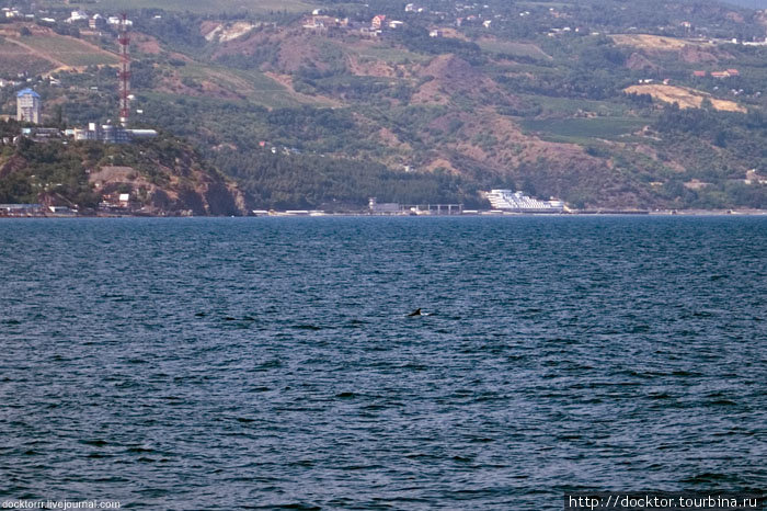 А там дельфин... Сколько не пытался, удалось поймать только плавник Республика Крым, Россия