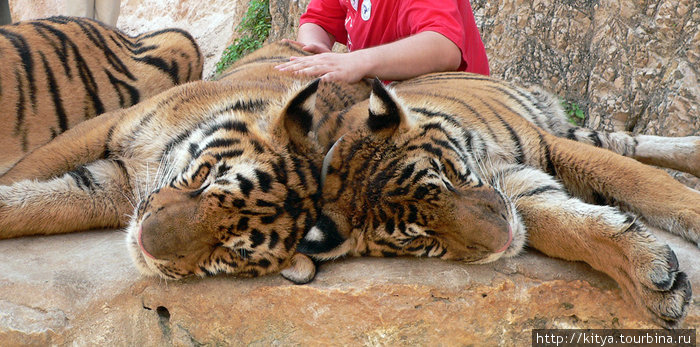 Игры с тиграми Канчанабури, Таиланд