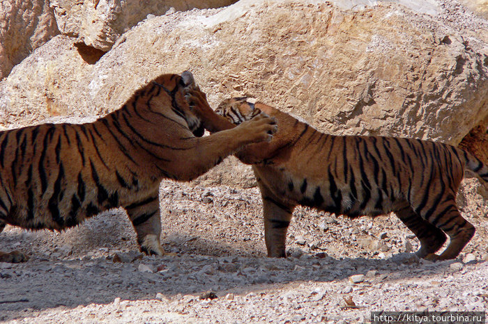 Игры с тиграми Канчанабури, Таиланд