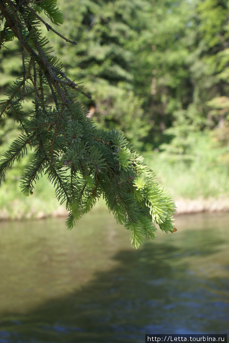 Летний день в Campbell Creek Park Анкоридж, CША