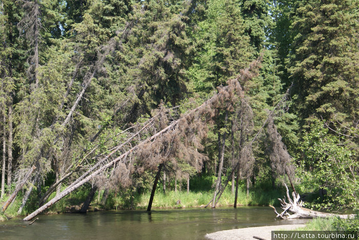 Летний день в Campbell Creek Park Анкоридж, CША