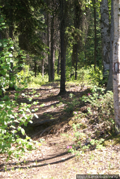 Летний день в Campbell Creek Park Анкоридж, CША