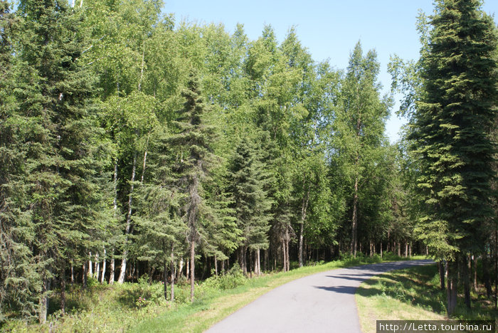 Летний день в Campbell Creek Park Анкоридж, CША