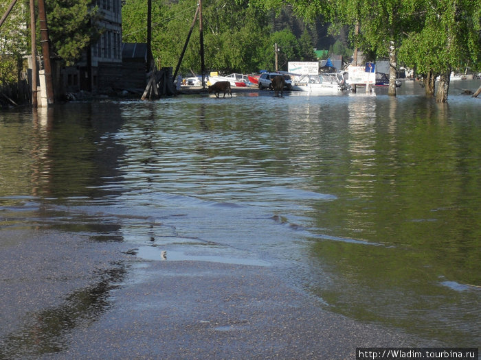 Алтай. Большая вода Артыбаш, Россия