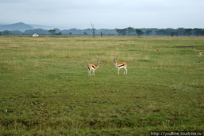 антилопы Провинция Найроби, Кения