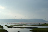 фламинго на озере Накуру