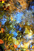 Мэймонт. Отражение осенних листьев в пруду.