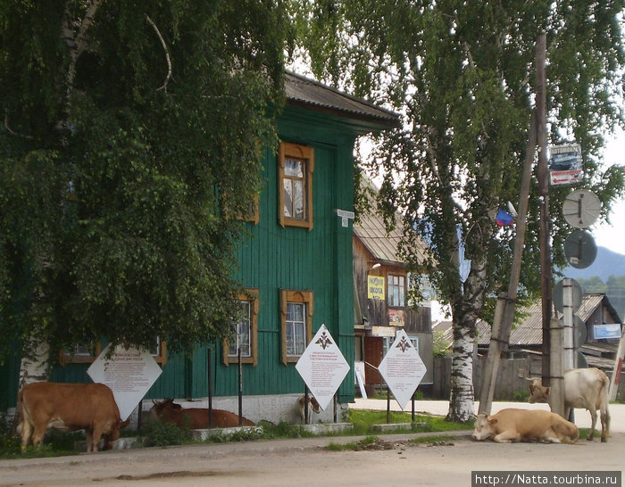 Коровы на улицах чувствуют себя хозяевами Турочак, Россия