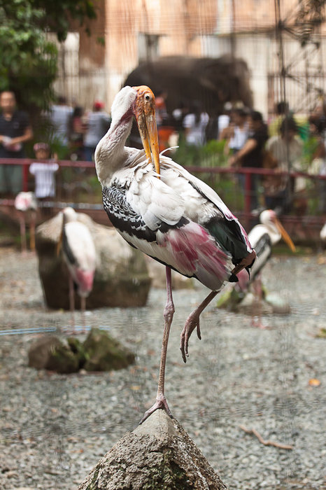 Зоопарк Манилы Манила, Филиппины