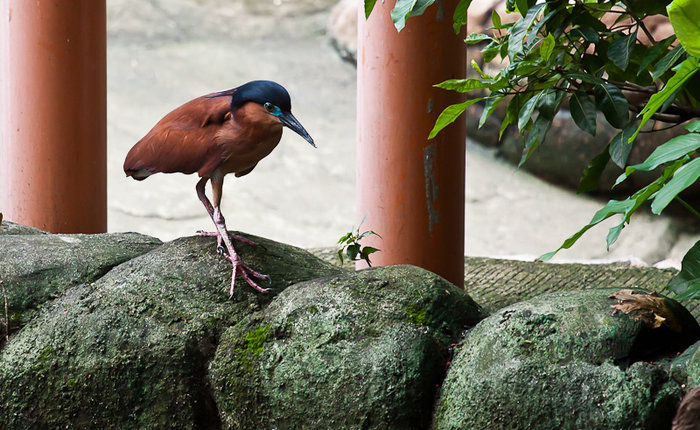Зоопарк Манилы Манила, Филиппины