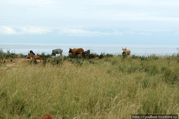 коровы на берегу Озеро Альберт, Уганда