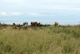 коровы на берегу