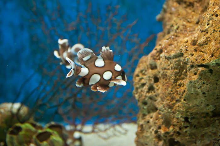 Manila Ocean Park Манила, Филиппины