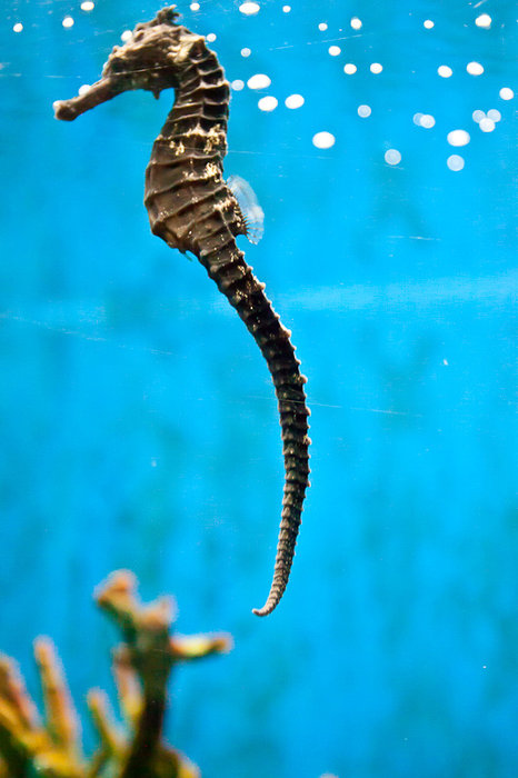 Manila Ocean Park Манила, Филиппины