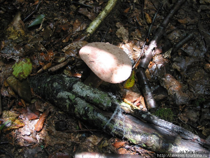 Местная достопримечательность: гриб;) Грейт-Смоки-Маунтинс Национальный Парк, CША