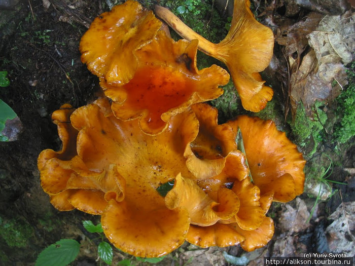 Таких грибов было много. Они росли на деревьях. Грейт-Смоки-Маунтинс Национальный Парк, CША