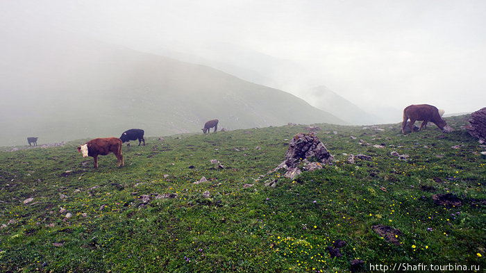 На горе множество тропинок, пасутся коровы и овцы. Не смотря на дождливую погоду мы встретили несколько местных жителей — пастухов и собирателей лечебных трав. Синин, Китай