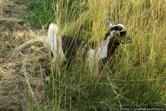 козлик в густой траве Озеро Альберт, Уганда