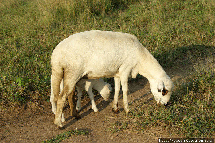 овцы Озеро Альберт, Уганда