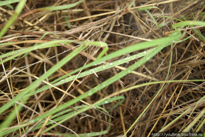 паутина в траве