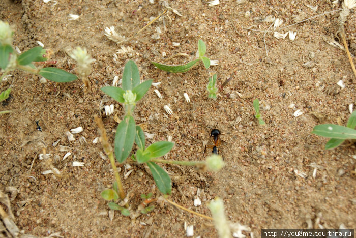 кусачий муравей Озеро Альберт, Уганда
