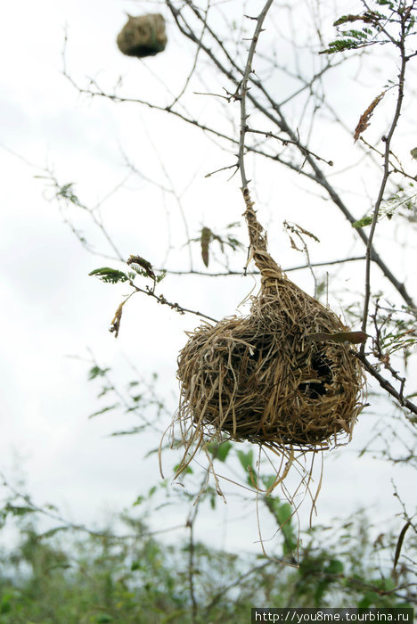 гнездо птицы