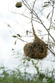 гнездо птицы