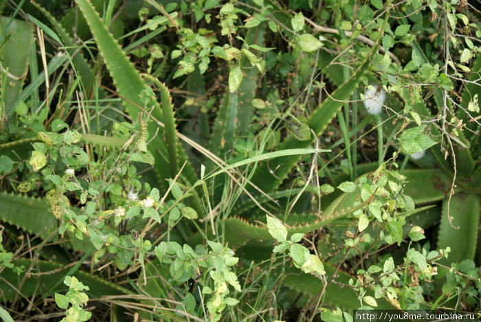 кактусы в траве Озеро Альберт, Уганда