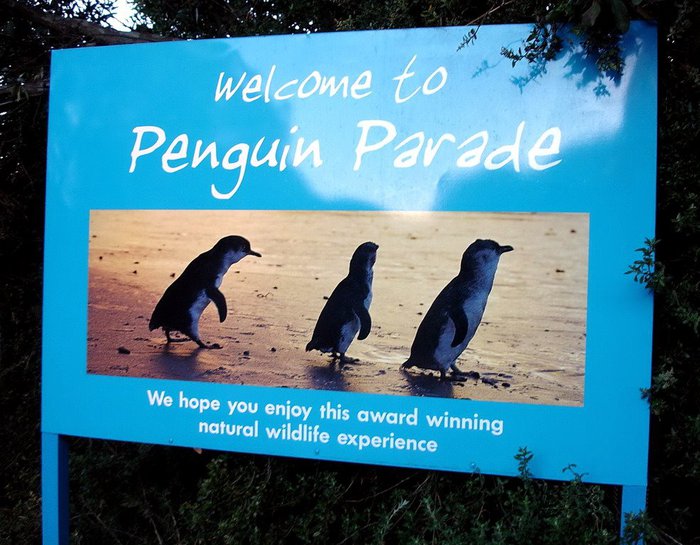 Парад  пингвинов на острове Филлипа Остров Филлип, Австралия