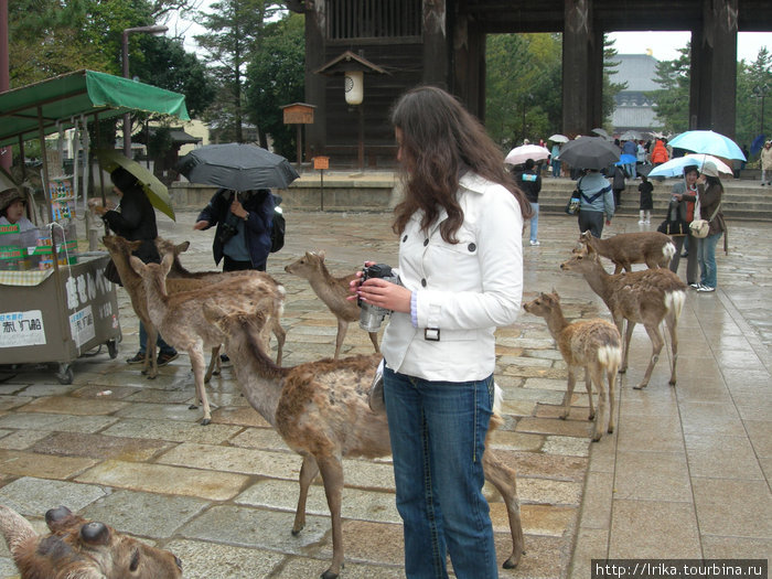 Парк Нара / Nara Park