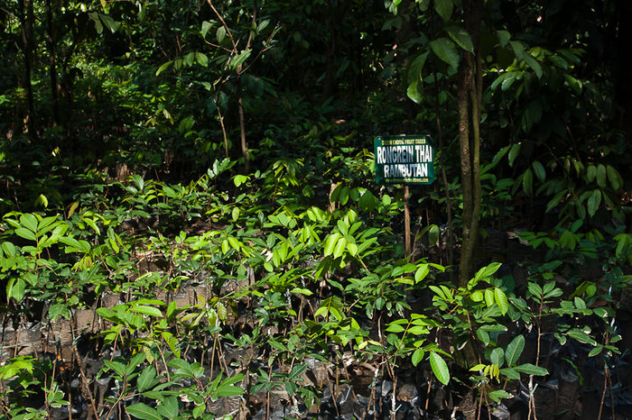 Ботанический сад-рассадник тропических фруктовых растений Кесон-Сити, Филиппины