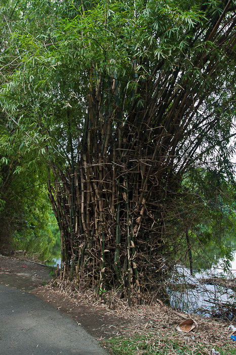 Бамбук неимоверных размеров Кесон-Сити, Филиппины