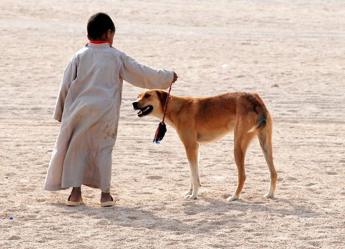 Бедуины, джипы и верблюд — вот такой Египетский этюд Хургада, Египет