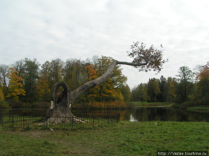 Кривое дерево Павловск, Россия