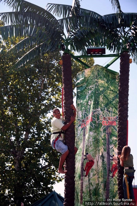 Не совсем полит-корректное фото: афро-американец лезет на пальму;) Это аттракцион такой — кто быстрее залезет;) Манассас, CША