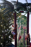Не совсем полит-корректное фото: афро-американец лезет на пальму;) Это аттракцион такой — кто быстрее залезет;)