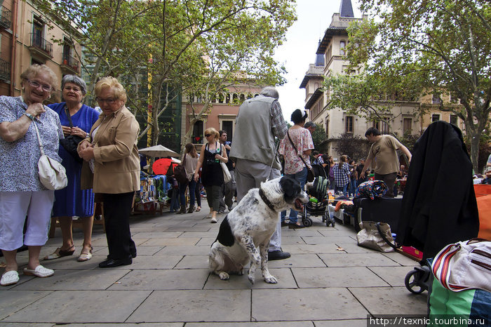 Испанцы, кстати, держат у себя в домах очень много собак Барселона, Испания