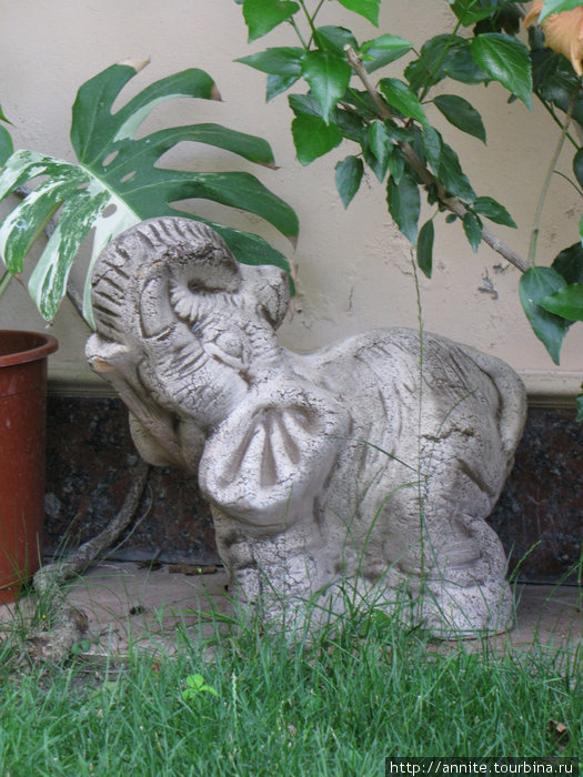 Индийский слон. Кабардинка, Россия