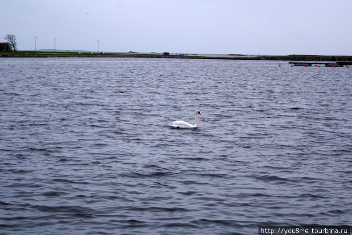 лебедь на воде Курессааре, остров Сааремаа, Эстония