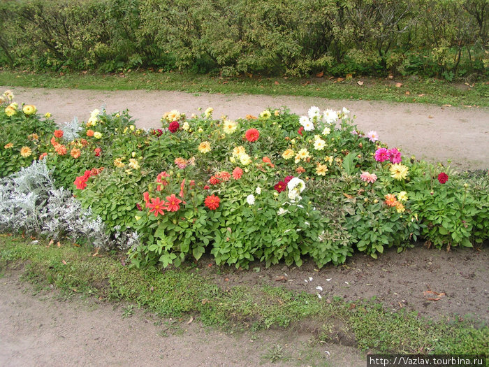 Цветы, цветы Павловск, Россия