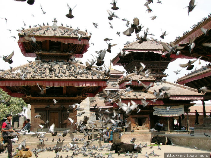 Голубиный рай. Катманду, Непал
