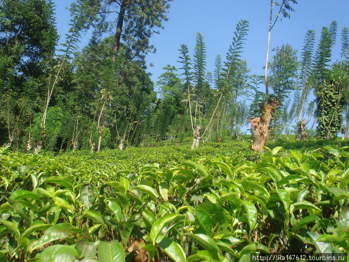 Чайная плантация Канди, Шри-Ланка