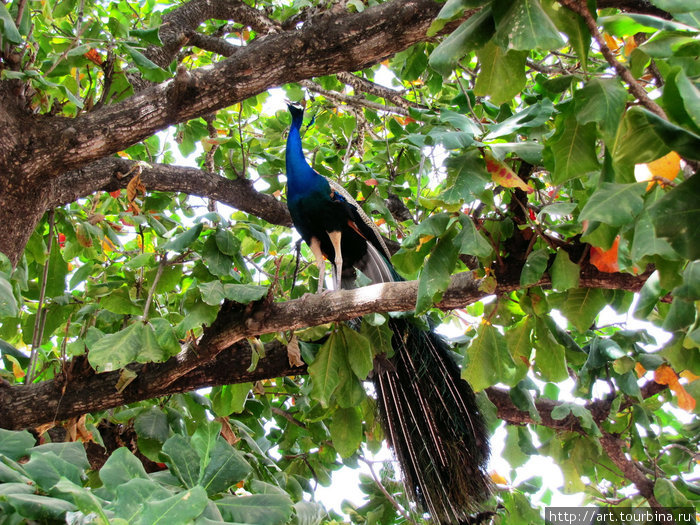 В лесу, на склонах Аруначалы, живут красивые птички павлины. Мужики поют песни. Штат Тамилнад, Индия