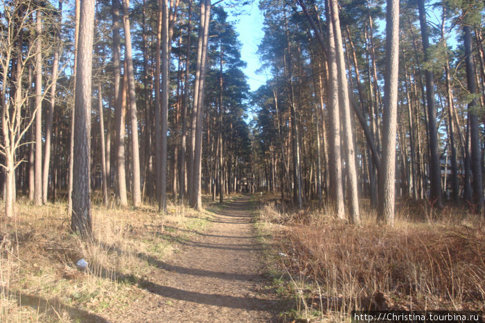 Август. Прогулка по природному парку в Дзинтари. Юрмала, Латвия