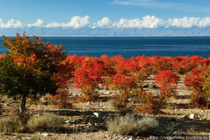 Сад на песке и камнях. Южное побережье. Иссык-Куль озеро, Киргизия