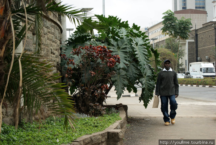 на улицах Найроби Найроби, Кения